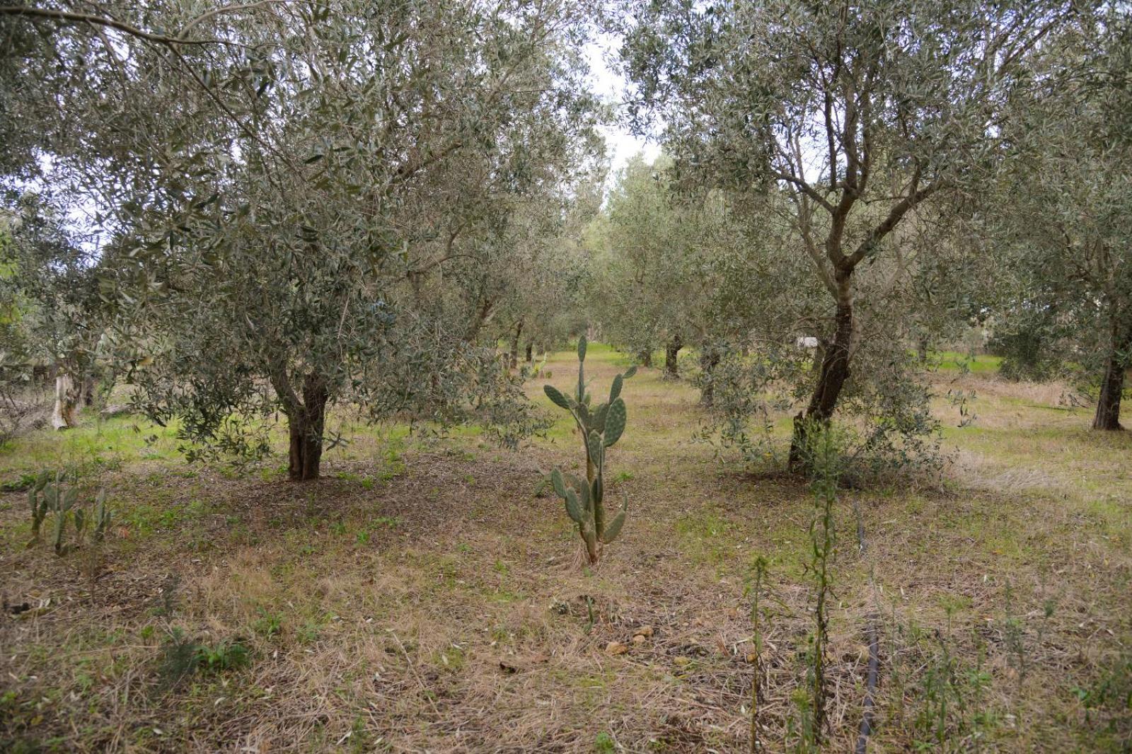 Villa Cosy Residenze Porto Cesareo Esterno foto